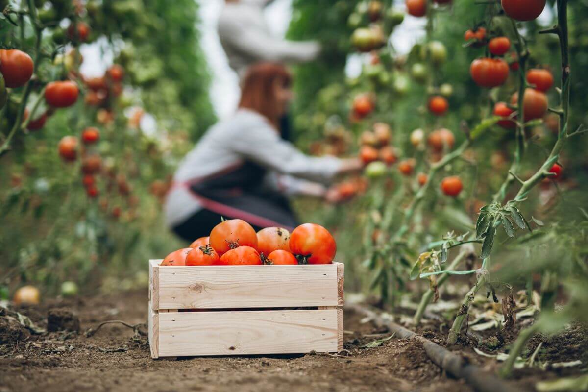 A wooden crate filled with ripe organic tomatoes is placed on the ground in the middle of a tomato garden. In the background, there is a person harvesting tomatoes from the plants.