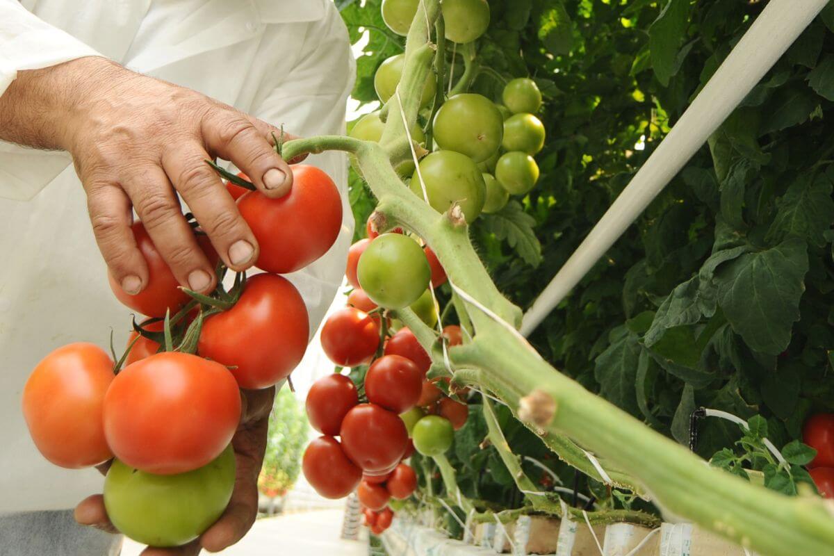 A person in a white shirt is picking ripe red tomatoes from a vine in a greenhouse filled with lush green leaves and additional tomato clusters.