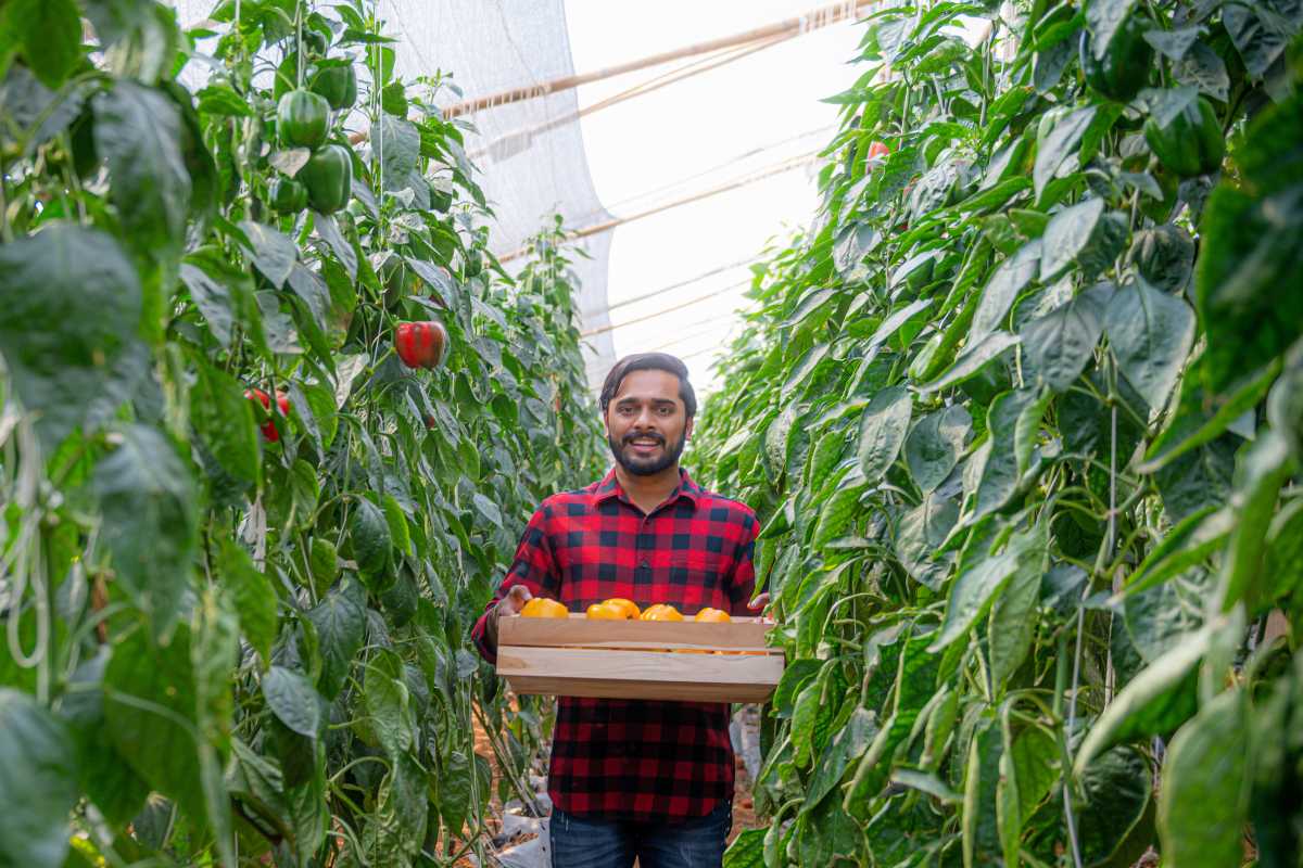 A man in a red flannel shirt stands in a greenhouse holding a wooden crate filled with yellow bell peppers. 