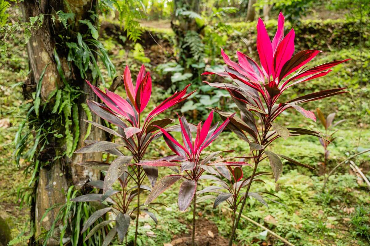 Three vibrant red hawaiian ti plants with broad, red and green leaves stand in a lush, green, tropical forest setting.