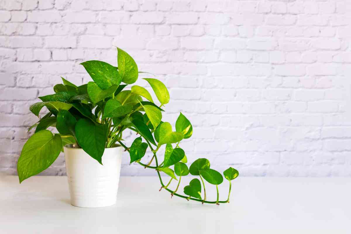 A green heart-leaf philodendron potted plant with glossy leaves, sits on a plain white surface against a white brick wall background. 