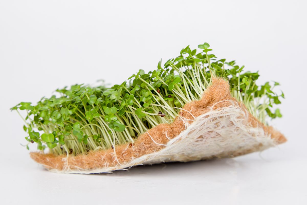 A small patch of fresh, green microgreens is thriving on a piece of tan-colored hemp pad.