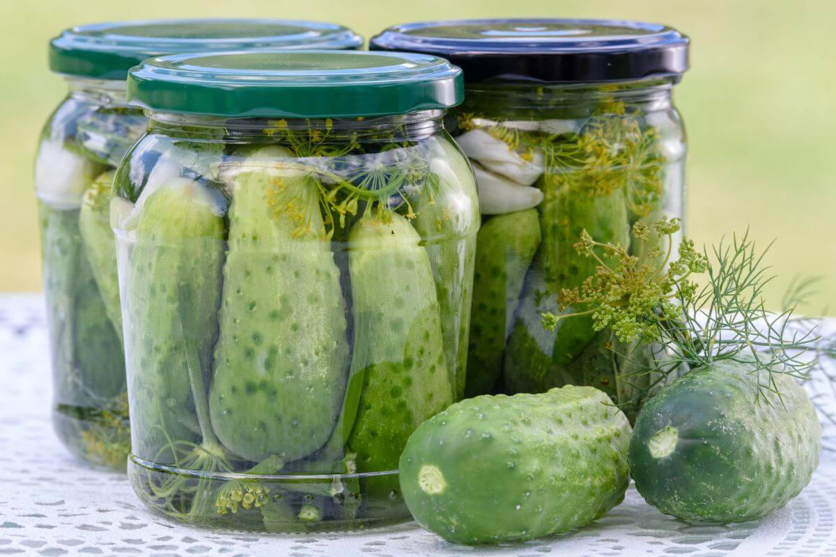 Three jars of pickles with green and black lids are displayed on a lace-covered surface. Each jar contains whole cucumbers preserved in brine with dill flowers. 