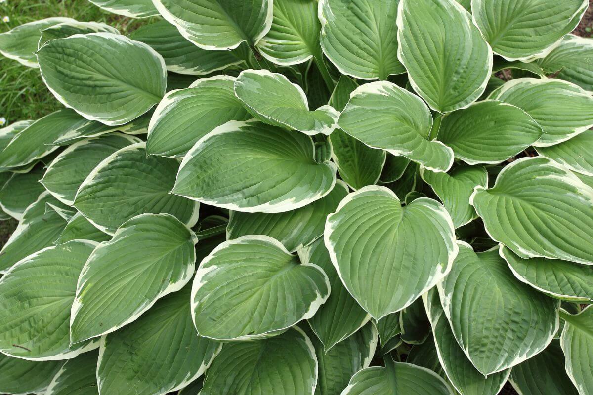 The broad, heart-shaped leaves of a Hosta plant adding beauty to a garden