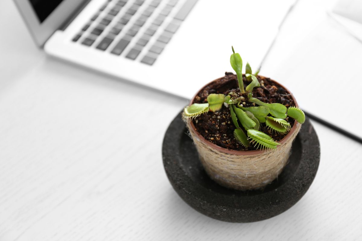 A Venus flytrap in a small pot sits on a white desk next to an open laptop.