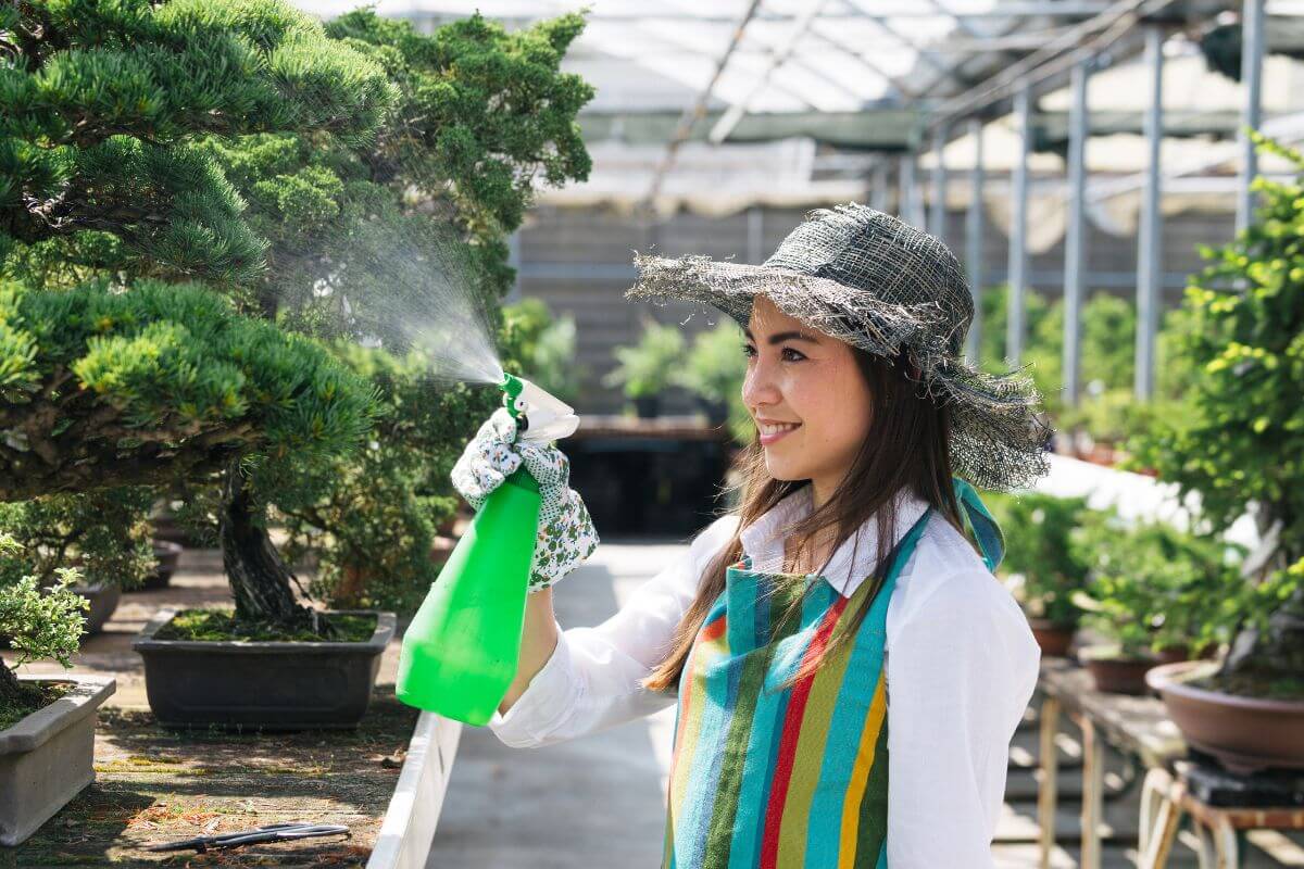 A woman sprays her bonsais at the optimal time to ensure healthy growth and the best appearance.