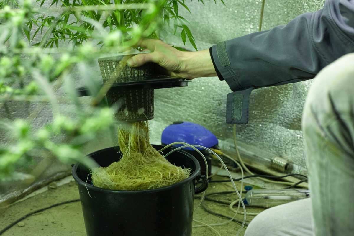 A person is inspecting the roots of a plant being grown hydroponically using a deep water culture system. The plant is in a mesh pot, and the roots are hanging freely into a black container filled with a nutrient-rich solution. 