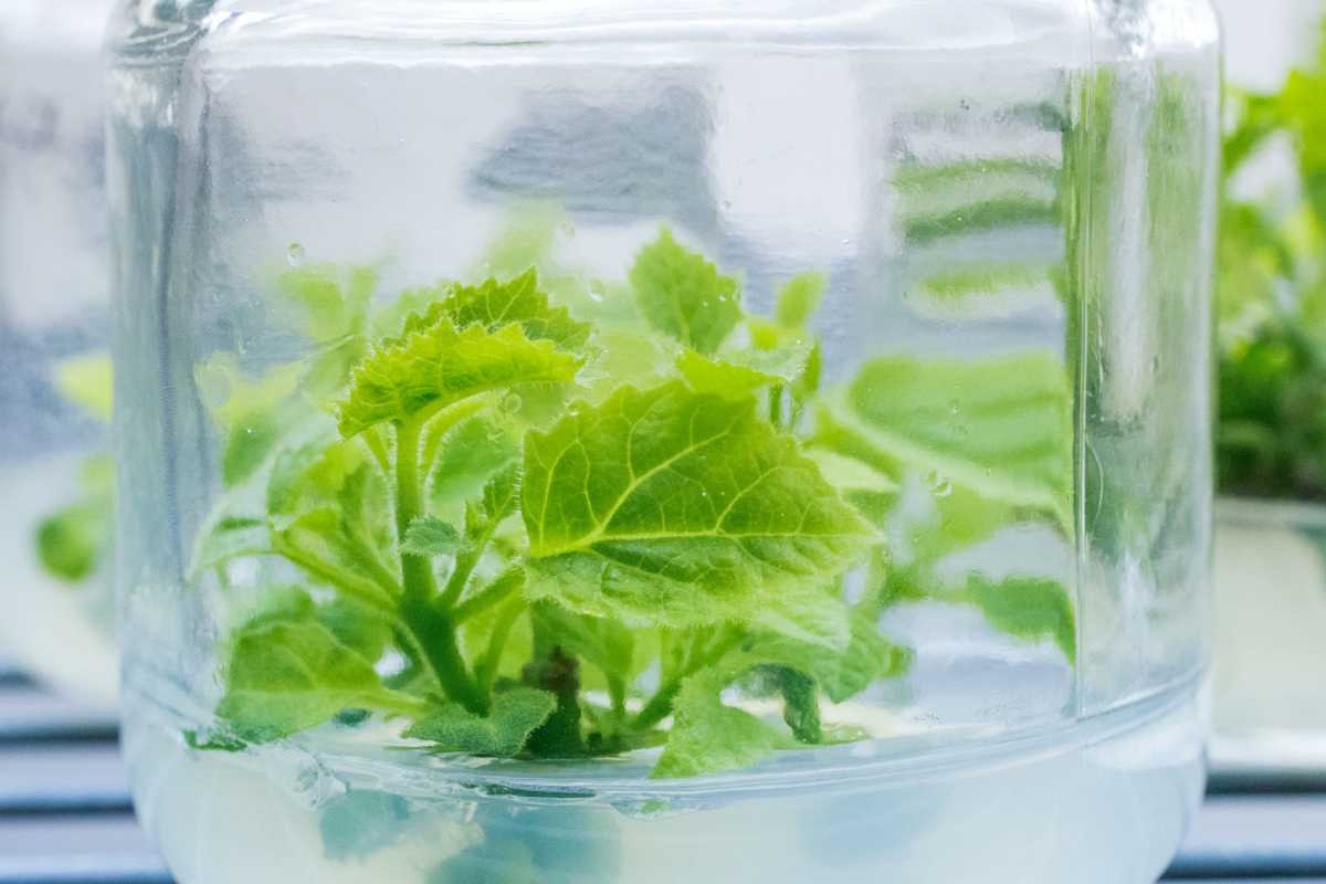 Young green plants growing inside a transparent glass jar, showcasing vibrant, healthy leaves. 