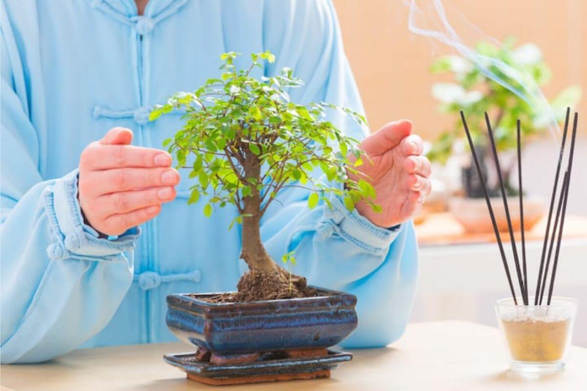 A person dressed in a light blue traditional outfit is carefully tending to a bonsai tree placed in a blue ceramic pot.