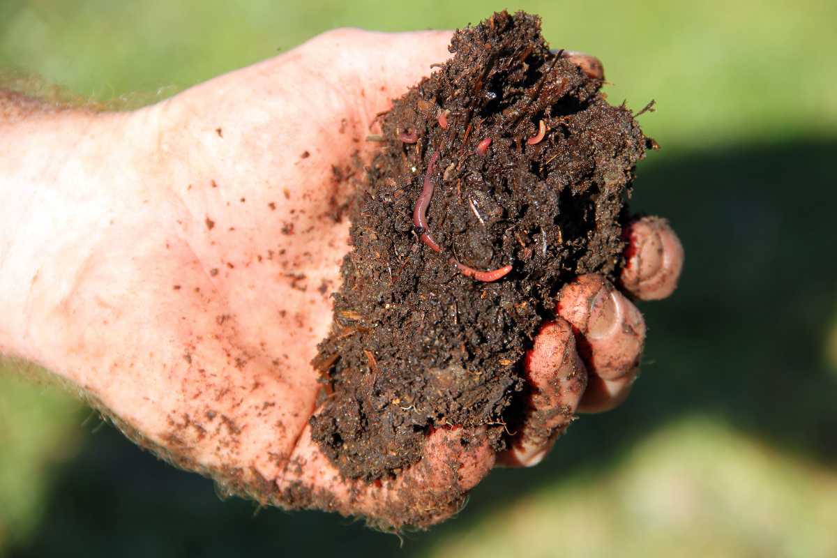 A person's hand holding a clump of dark, rich soil with worm castings in it. The soil appears moist and crumbly, indicating its nutrient-rich quality.