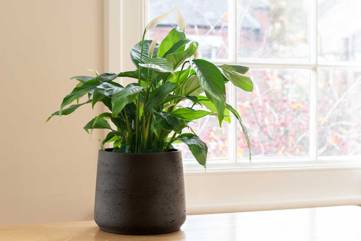 A peace lily with lush, green leaves and white blossoms sits in a dark gray pot on a wooden surface in front of a window. 