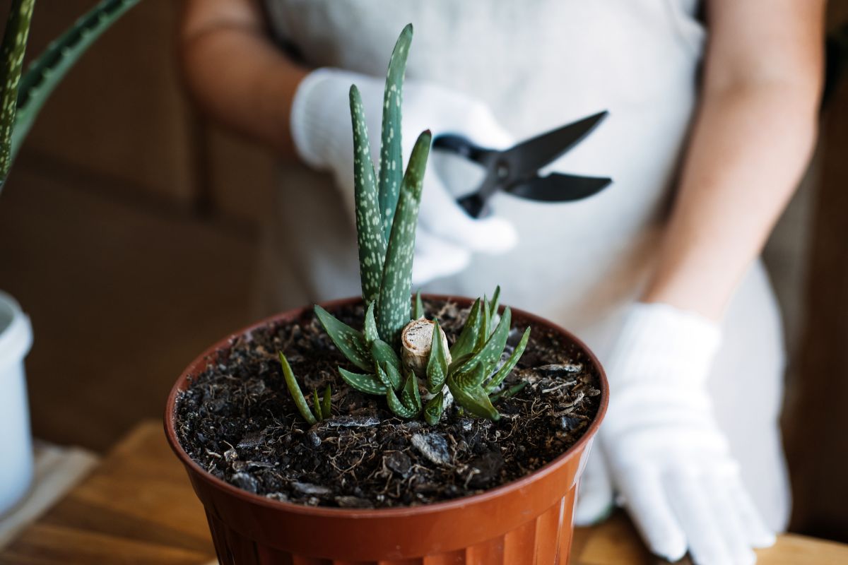 A person wearing white gloves is holding pruning shears and trimming a green, leggy aloe vera plant in a terracotta pot.