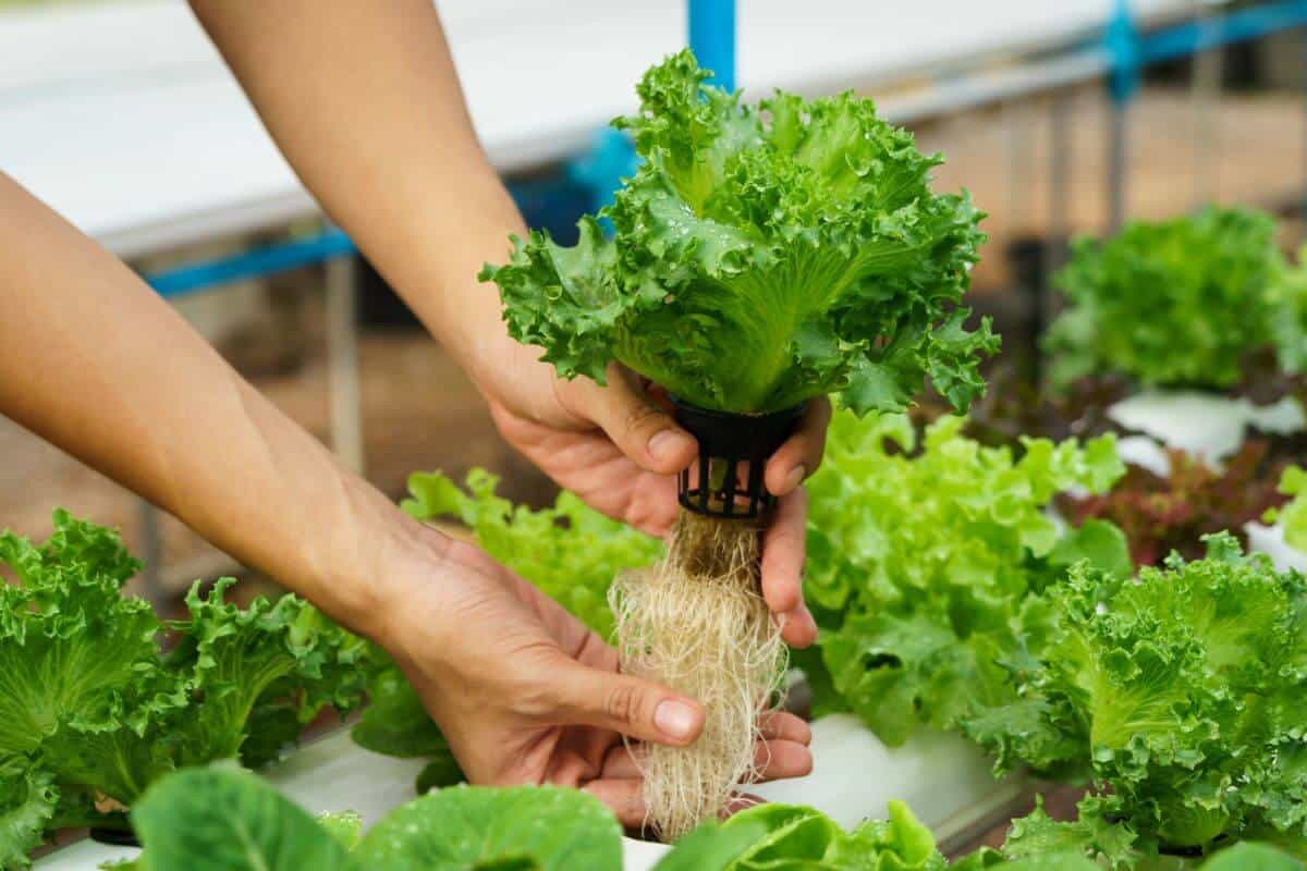 Hydroponic Plant Growing