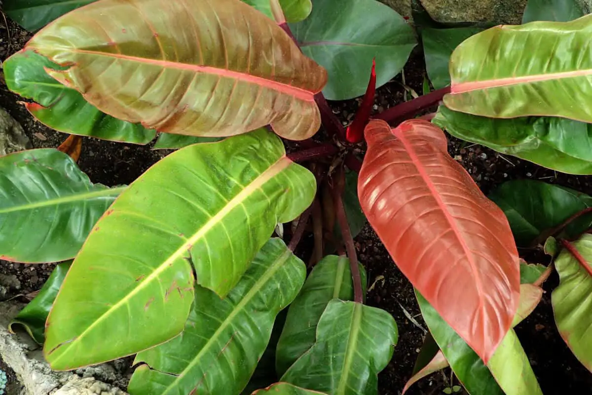 Imperial red Philodendron