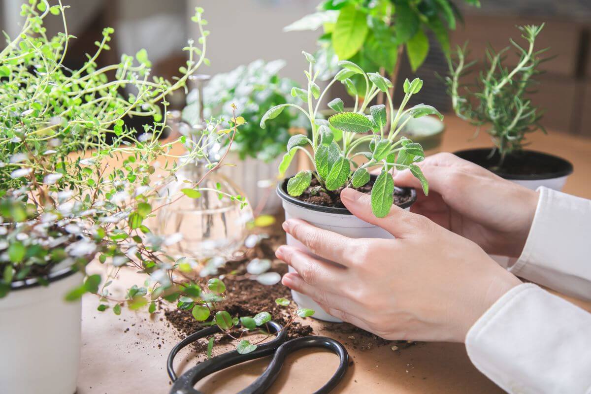 Hands gently holding a small potted plant on a table filled with various green plants.