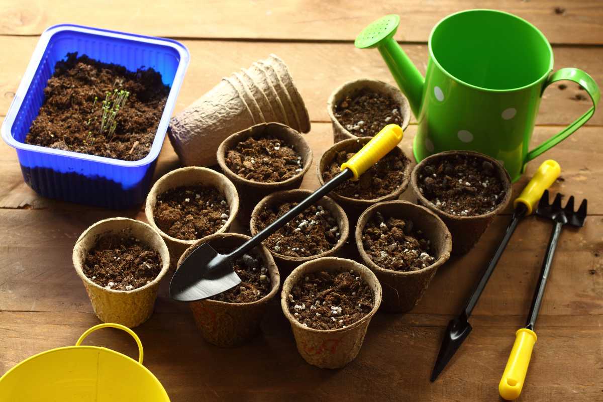 A collection of small biodegradable pots filled with organic potting soil for vegetables are arranged on a wooden surface. 