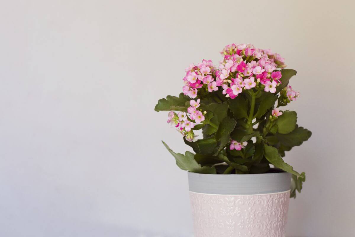 A pink flowering kalanchoe plant with vibrant green leaves is placed in a decorative light pink pot.