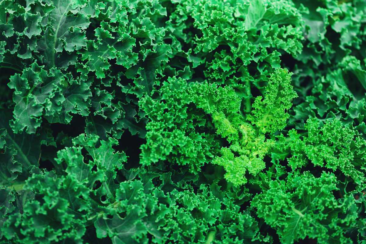 An abundance of lush, green kale leaves with curly edges. The vibrant and healthy leaves fill the entire frame, showcasing their detailed texture and fresh, leafy appearance.