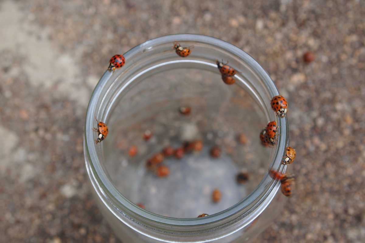 A group of red and black-spotted ladybugs are gathered around the rim and cap of an open glass jar, with some inside the jar. 