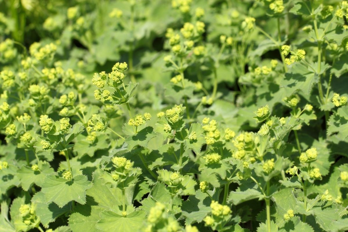 A lush patch of lady's mantle plants with light green, serrated leaves and clusters of small, yellow-green flowers.