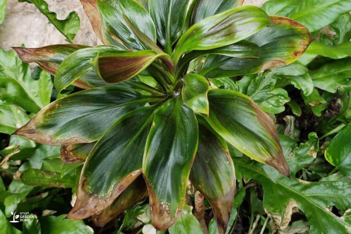 Leaf Tip Burn On Cordyline