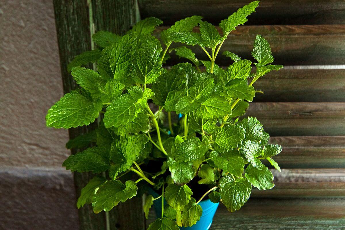 A vibrant green lemon balm plant in a blue pot sits against a wooden slatted background.