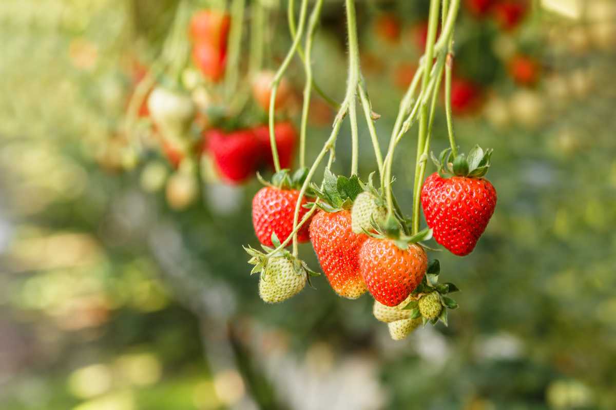 Ripe and unripe hydroponic strawberries hanging from their stems. 