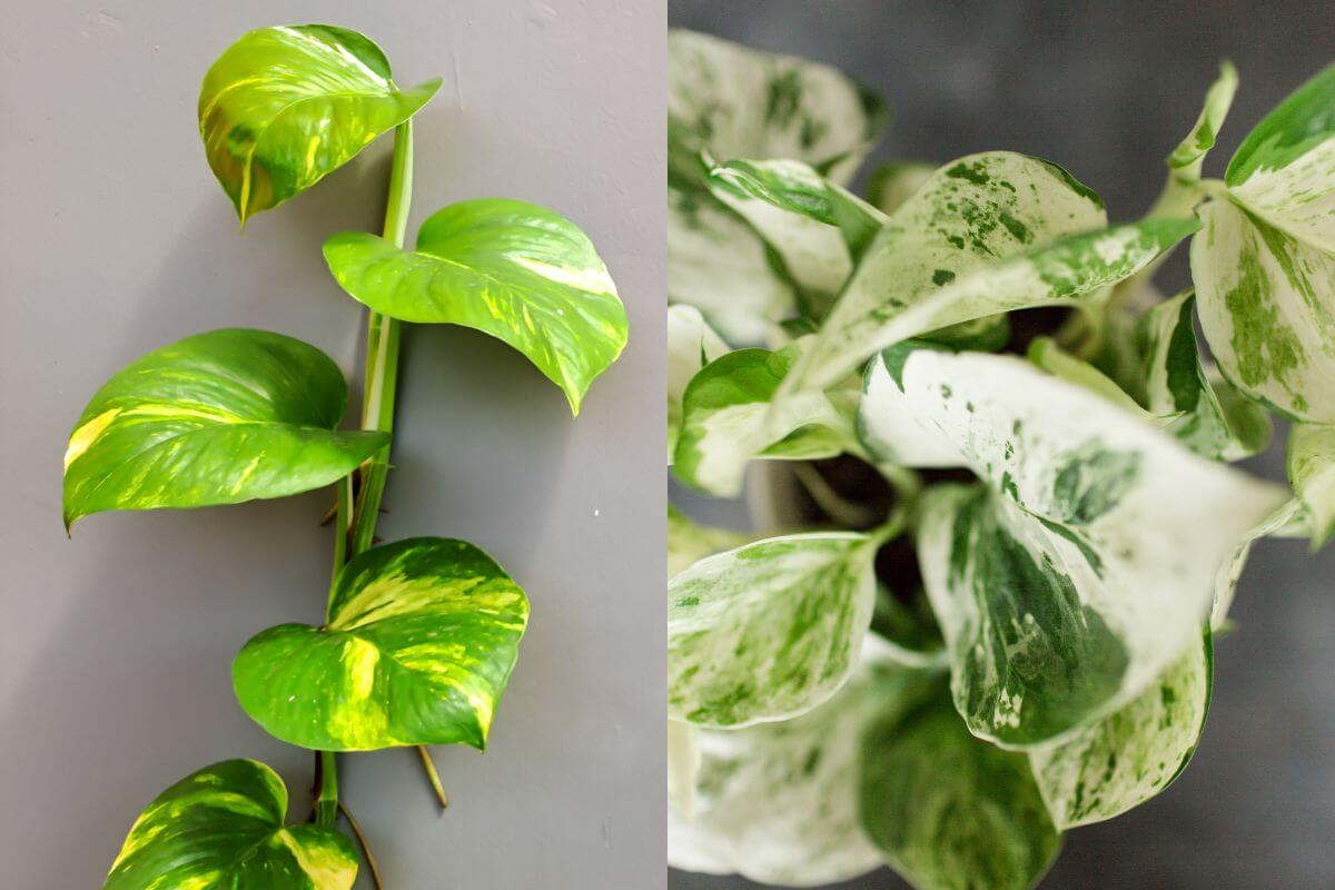 The image compares two houseplants: on the left, an NJoy pothos with smooth green leaves featuring yellow variegation climbs a wall; on the right, a Pearls and Jade pothos has larger, irregular white and green variegated leaves shown from above.