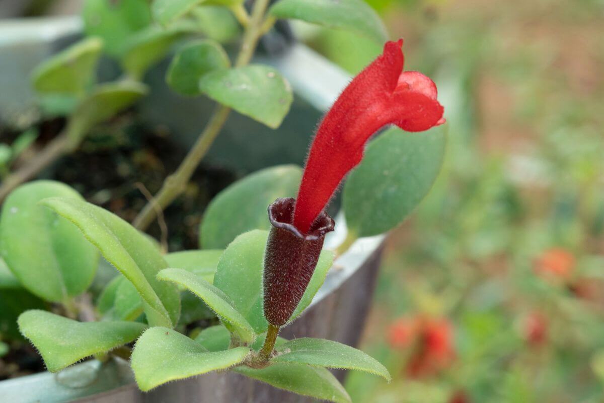 A close-up of a lipstick plant showcases its green leaves and a single, tubular red flower.