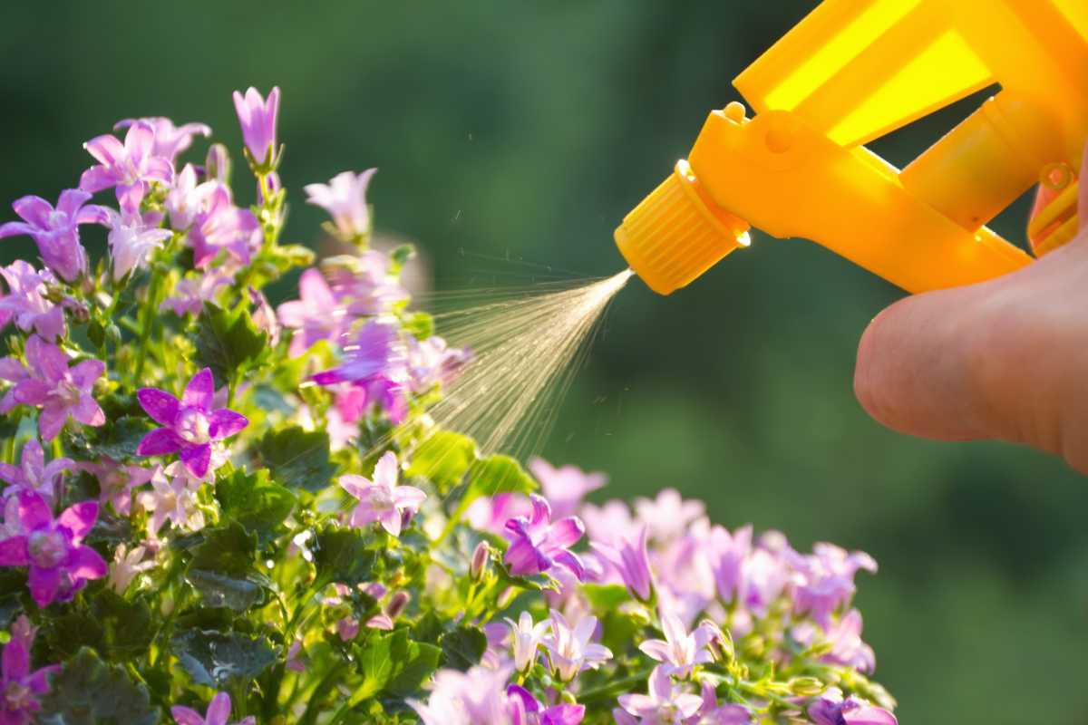 A hand holding a yellow spray bottle is watering purple flowers. The spray nozzle, infused with liquid fertilizers, releases a fine mist onto the vibrant blooms and green leaves.