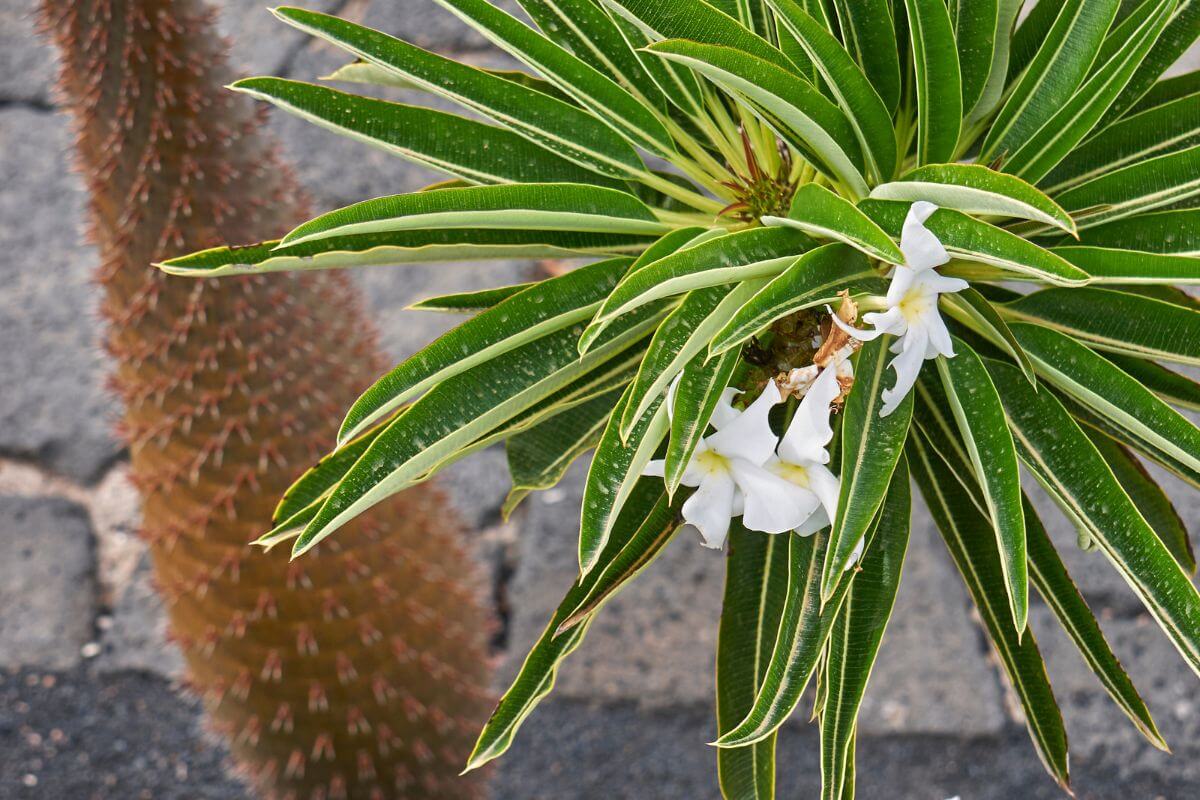 Close-up of a Madagascar palm with long, narrow green leaves edged with white.