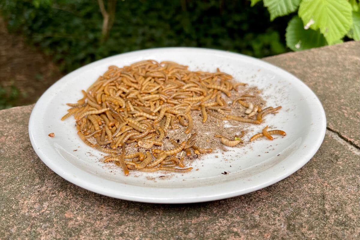 A white plate filled with dried mealworms placed on a stone surface outdoors.