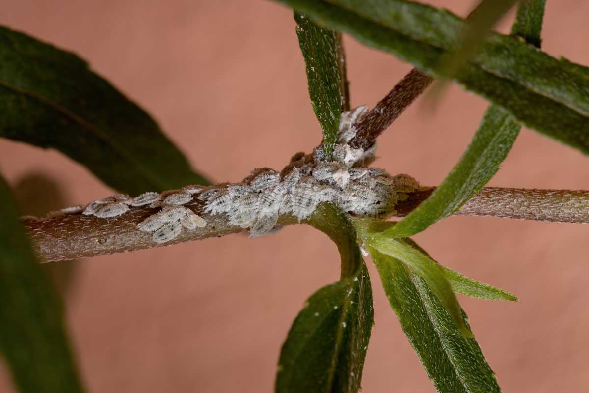 Stems with green leaves, infested by small white mealybugs clustered where the stems intersect. 