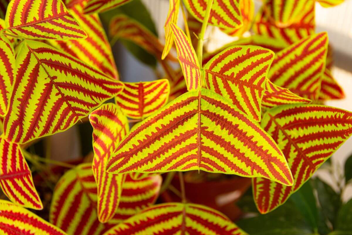 Close-up of vibrant leaves of a swallowtail plant with a striking pattern of yellow and red stripes.