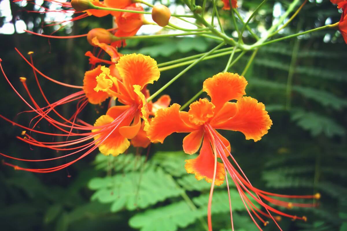 Bright orange flowers with delicate, spiky red stamens—known as the Mexican Bird of Paradise—are shown in a close-up image against a backdrop of green foliage. The vivid colors and intricate details of the flowers stand out, highlighting their natural beauty and complex design.