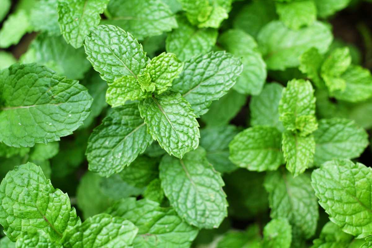 Vibrant green mint leaves. The leaves display their characteristic serrated edges and textured surface, densely packed together.