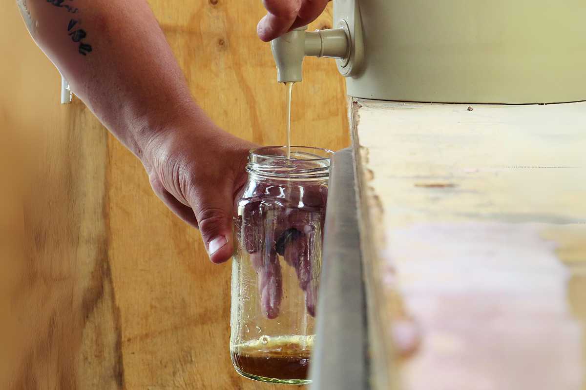 A person fills a glass jar with liquid from a faucet attached to a container of worm castings. 