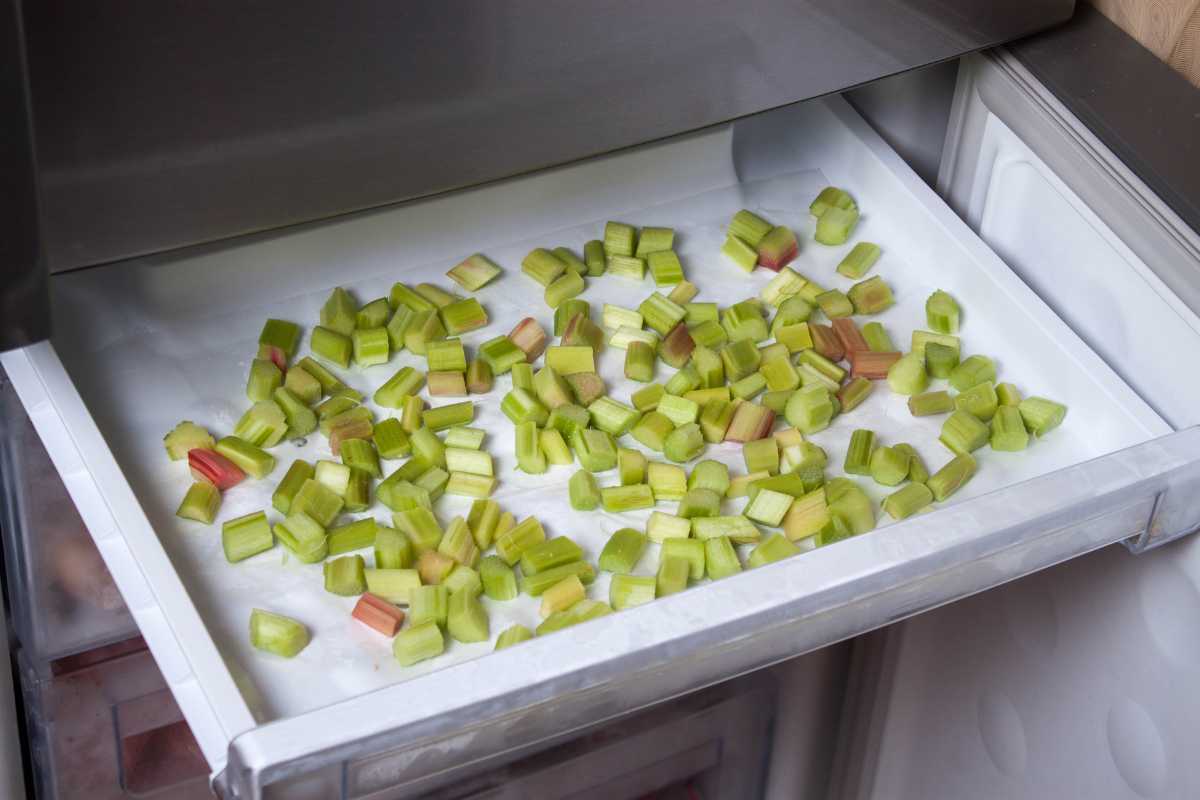 A freezer drawer partially pulled open, displaying a layer of chopped green rhubarb pieces spread out on a white baking sheet for freezing.