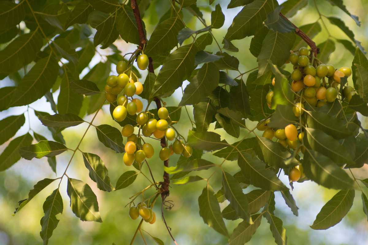 Clusters of small, round, yellow-green neem fruits hang from branches of neem tree with elongated green leaves. 