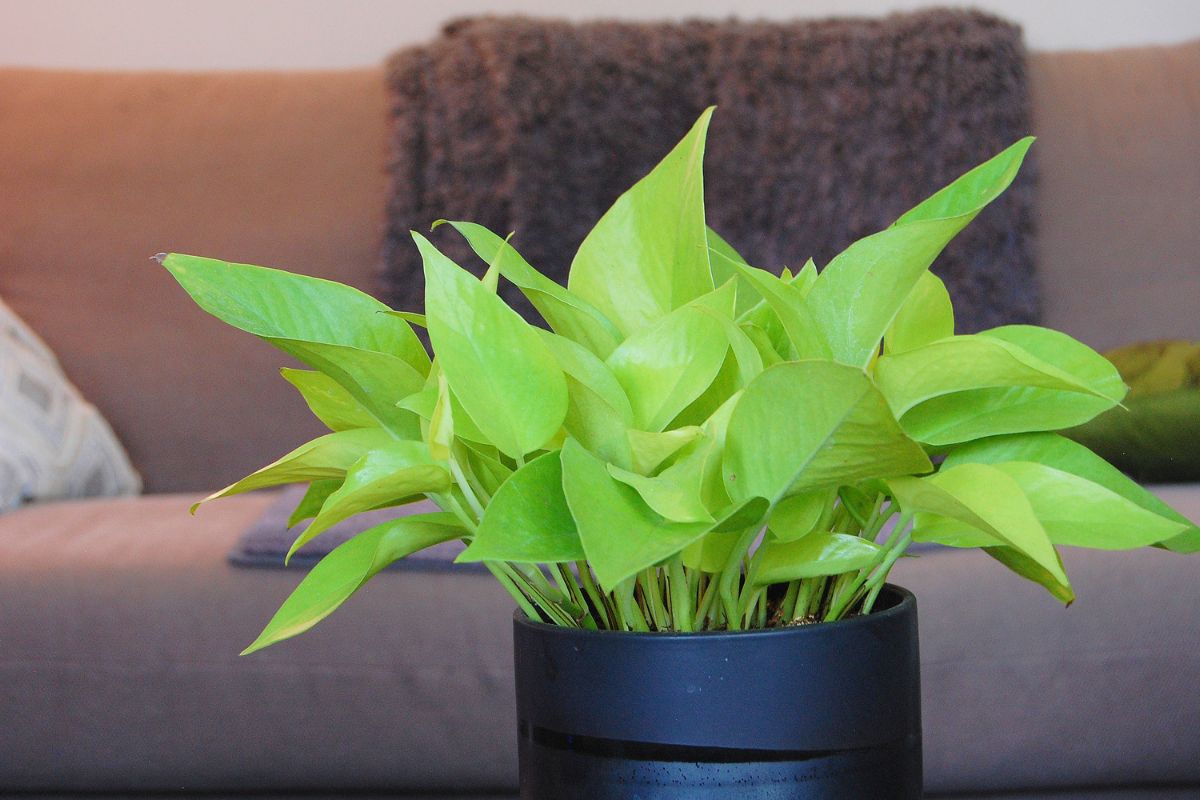 A vibrant green neon pothos with heart-shaped leaves sits in a black planter.