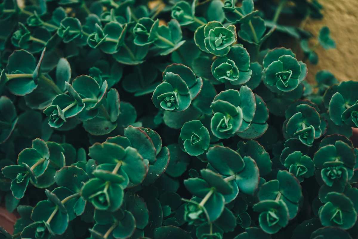 A dense group of October Daphne Stonecrop plants with round leaves in varying shades of green, creating a textured and vibrant display.