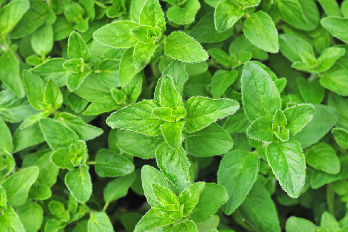 Close-up view of vibrant green hydroponic oregano leaves, displaying a lush and healthy appearance.