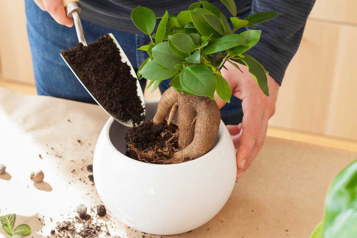 A person is holding a small shovel filled with bonsai soil, preparing to plant a small bonsai tree with prominent roots in a white ceramic pot. 