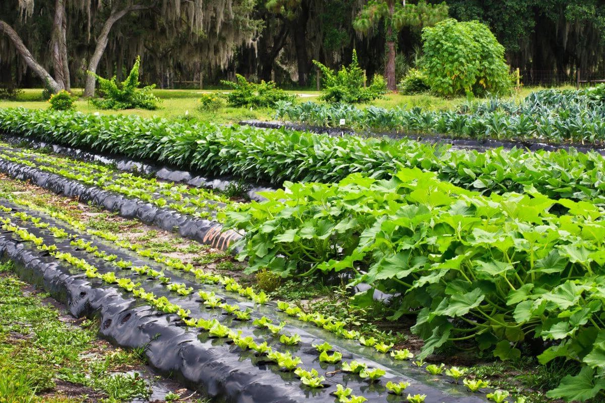 Rows of lush, green vegetable plants grow in a well-maintained garden.