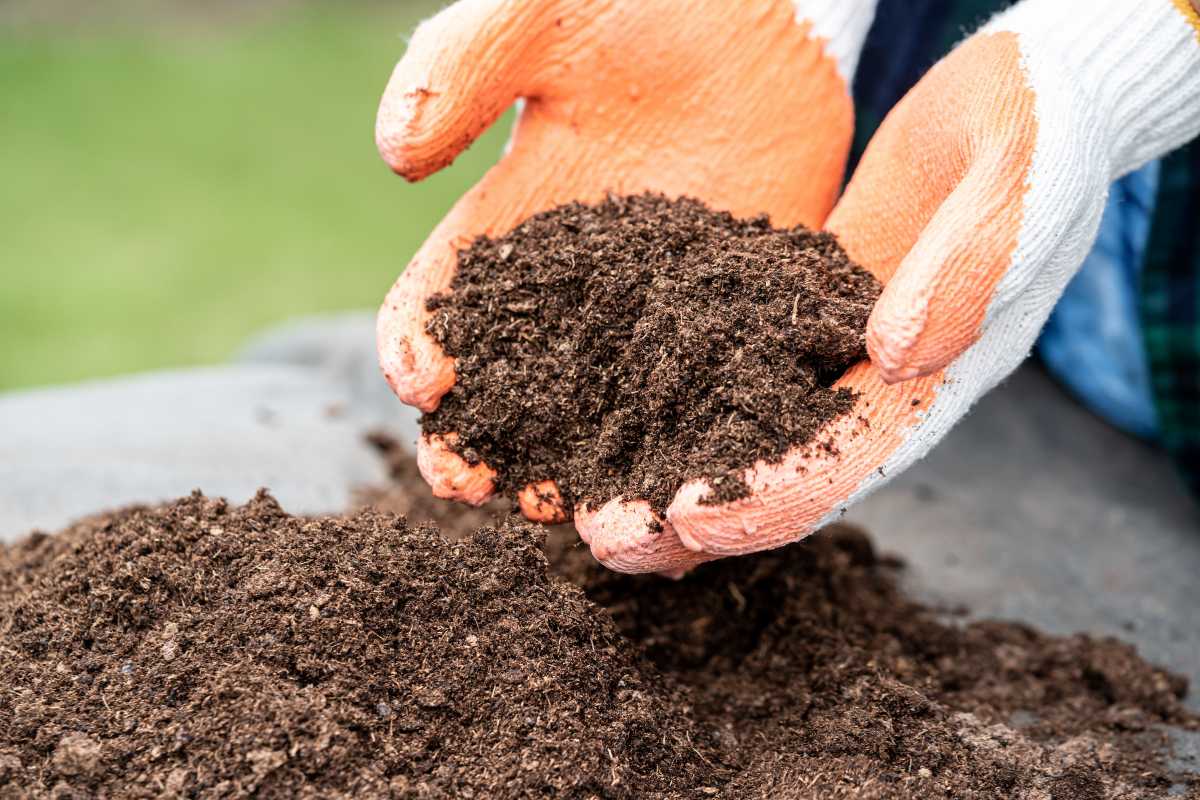 Two hands wearing orange-and-white gardening gloves holding a pile of rich, dark soil. 