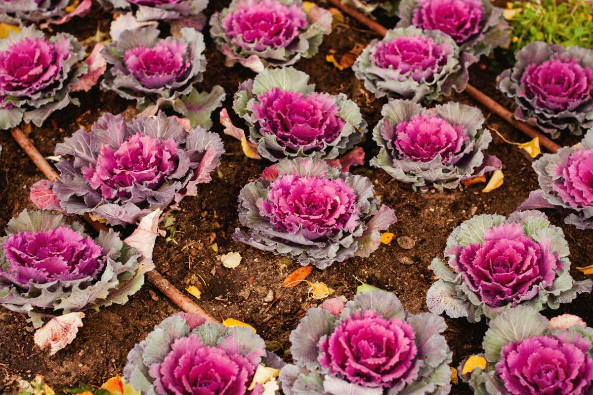 A garden bed filled with ornamental cabbages showcasing vibrant purple centers surrounded by leaves of both green and purple hues. 