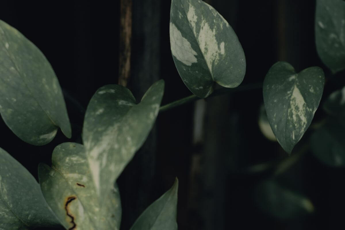 A close-up of several green leaves of the pearls and jade pothos, each with heart-shaped forms and light-colored variegation.