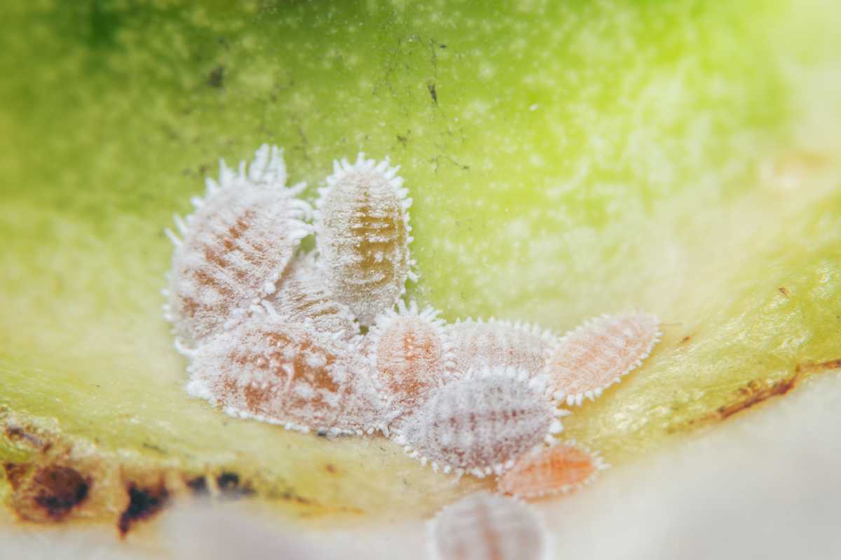 Close-up of a cluster of tiny mealybugs on a peace lily leaf.