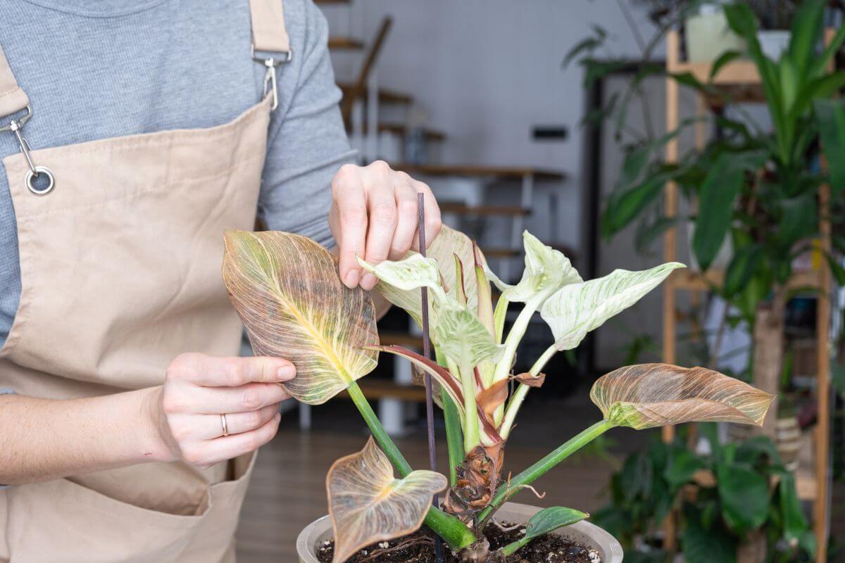 A person wearing a beige apron tends to a potted philodendron birkin with both hands, examining its large, variegated leaves.