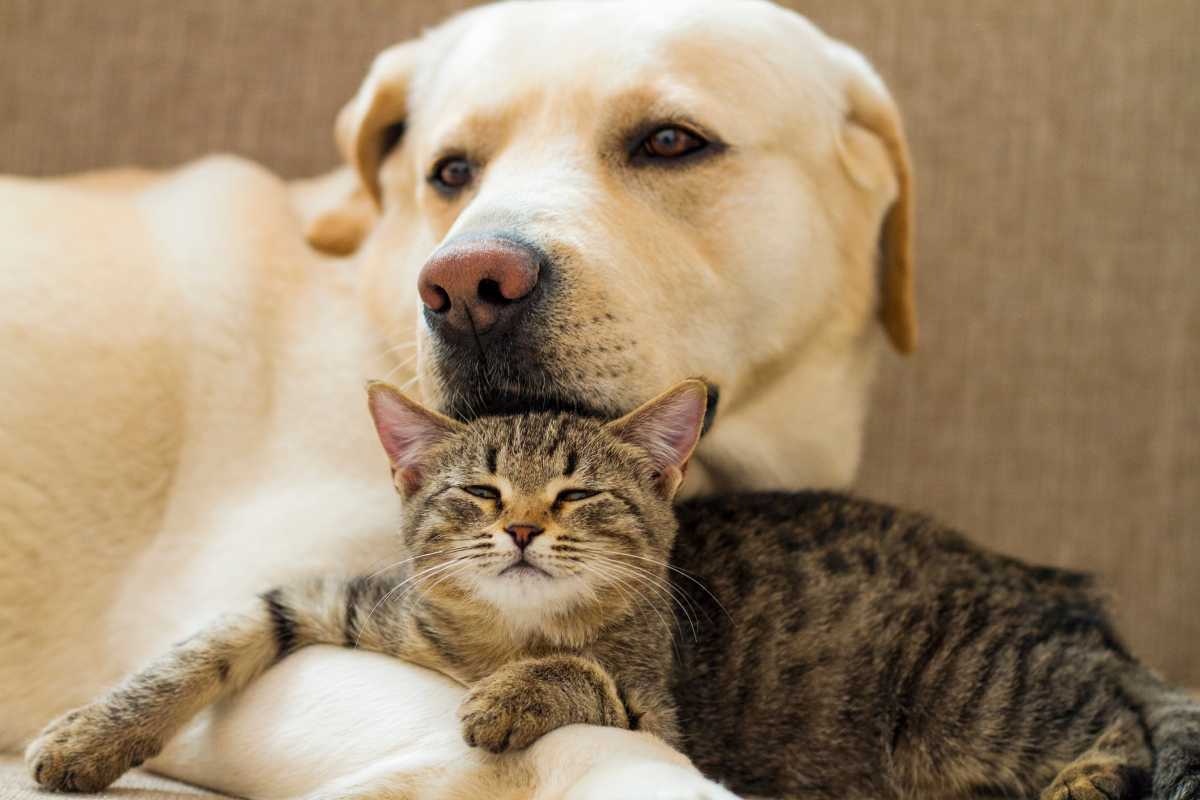 A large light-colored dog and a tabby cat cuddle together on a couch.